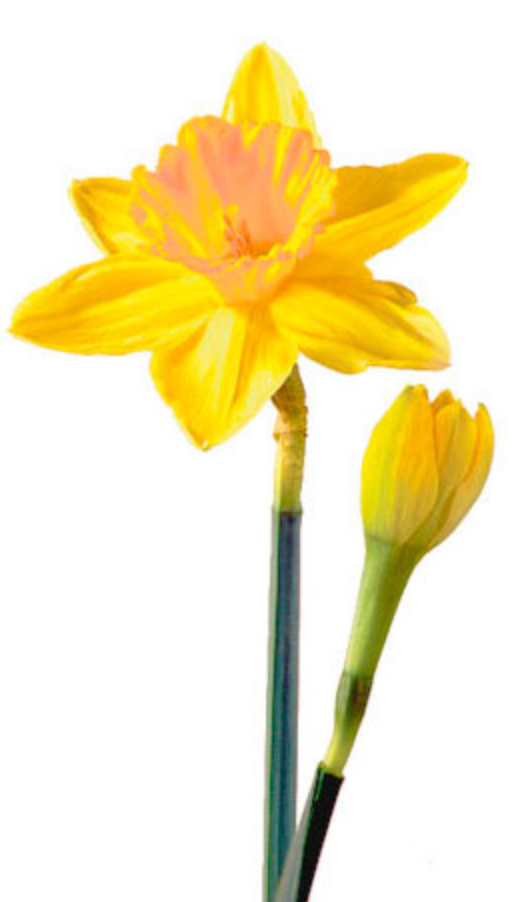 Bring On the Daffodils!  Belle Fiori, Ltd.
