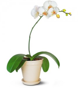 Milwaukee orchids
