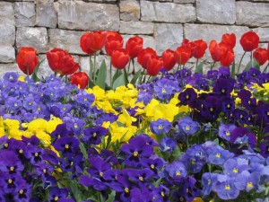 belle fiori crocus tulip daffodil