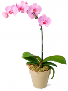 orchid belle fiori florist