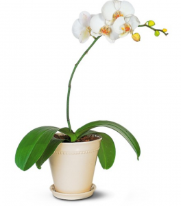 belle fiori milwaukee orchid