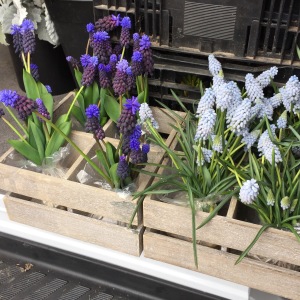 fragrant hyacinths will be used in bridal bouquets at Belle Fiori 