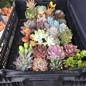 Succulents are popular choices for bridal bouquets at Belle Fiori, LTD