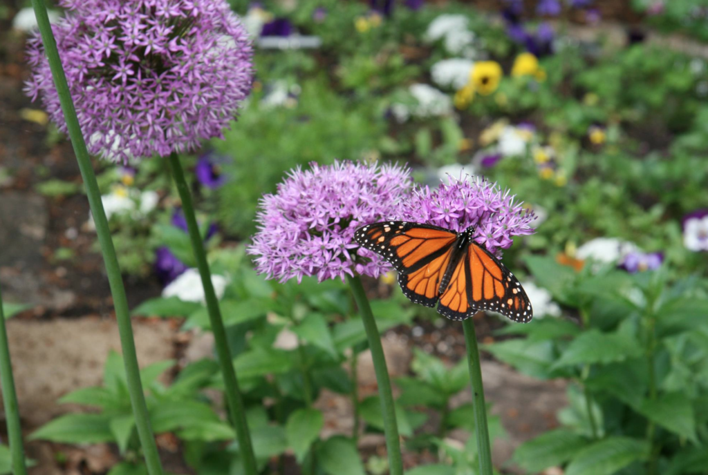 What Are the Best Flowers to Plant in May? Belle Fiori